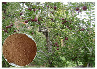 αντιβακτηριακά ρίζα δέντρων Phloridizin Apple &amp; απόσπασμα φλοιών για το διαιτητικό συμπλήρωμα